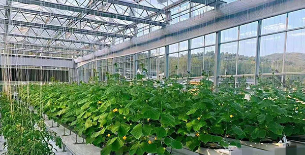 蔬菜温室大棚冬季采暖
